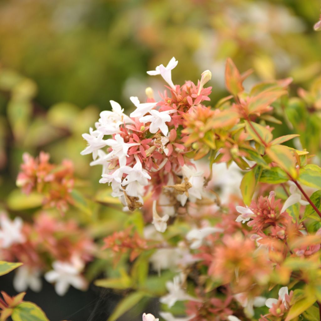 Abelia x grandiflora Kaleidoscope