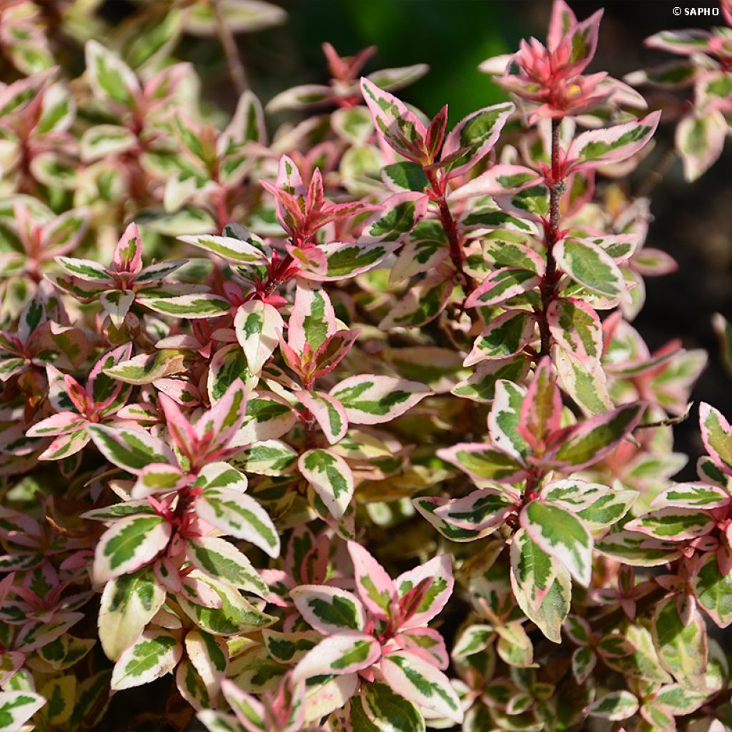 Abelia grandiflora Pink Lady - Abélia à grandes fleurs