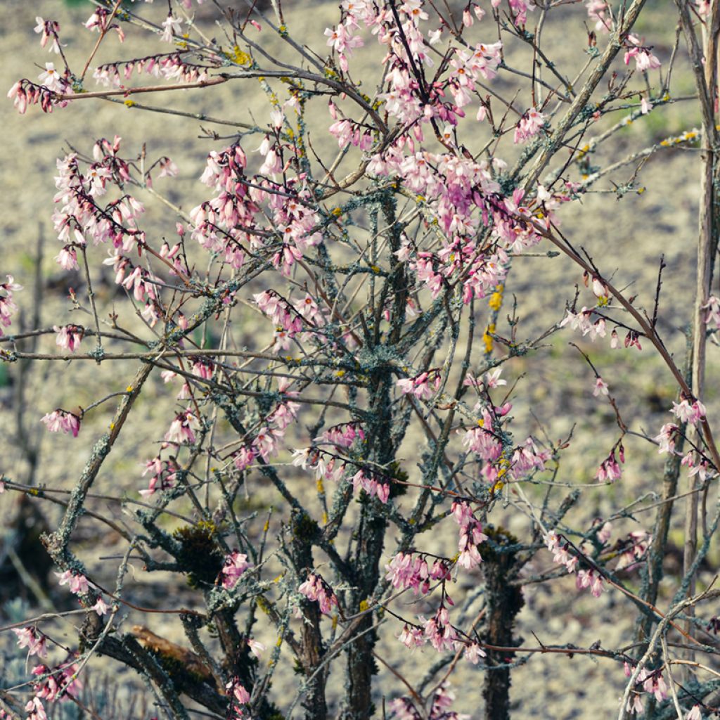 Abeliophyllum distichum Roseum