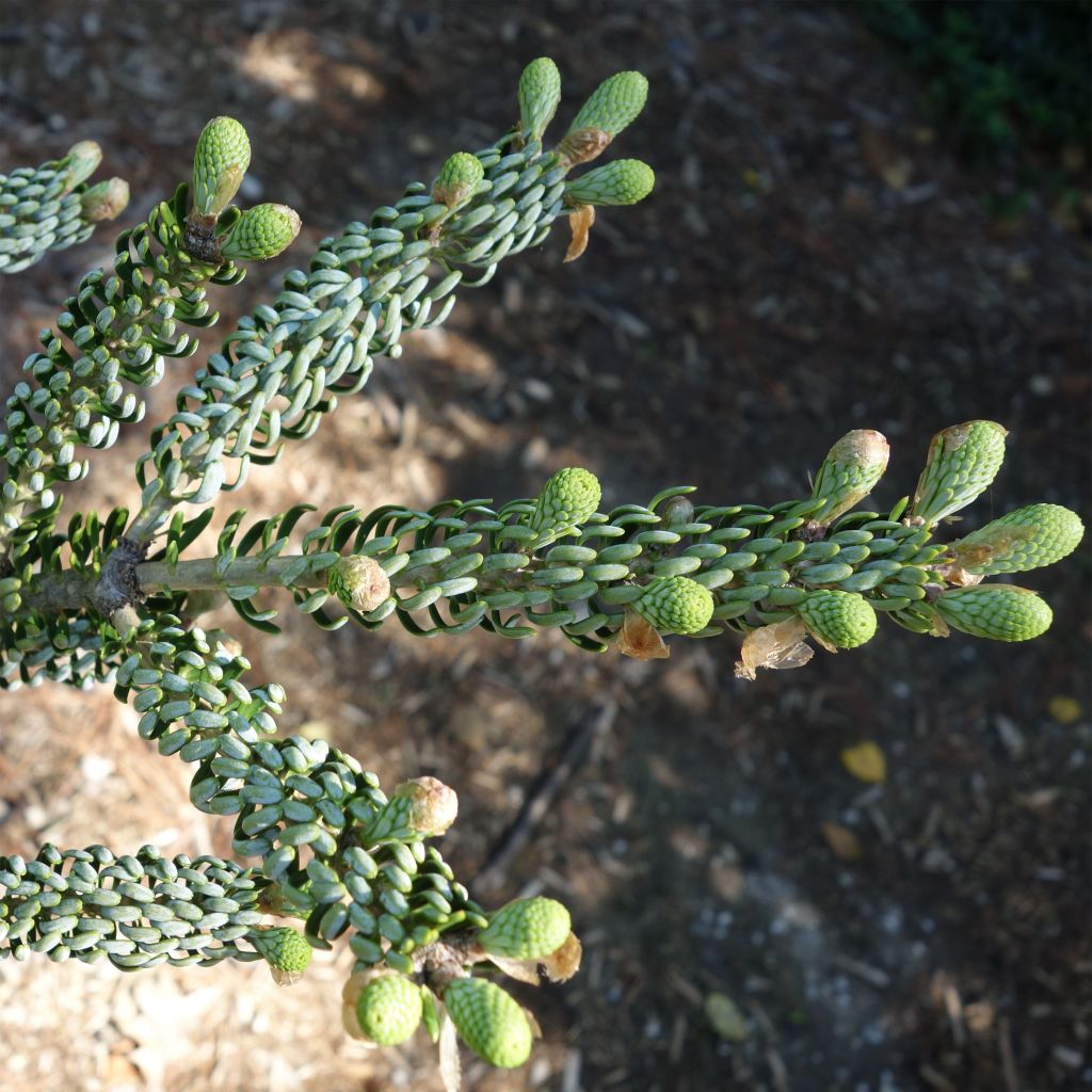 Abies koreana Silberlocke - Korean Fir