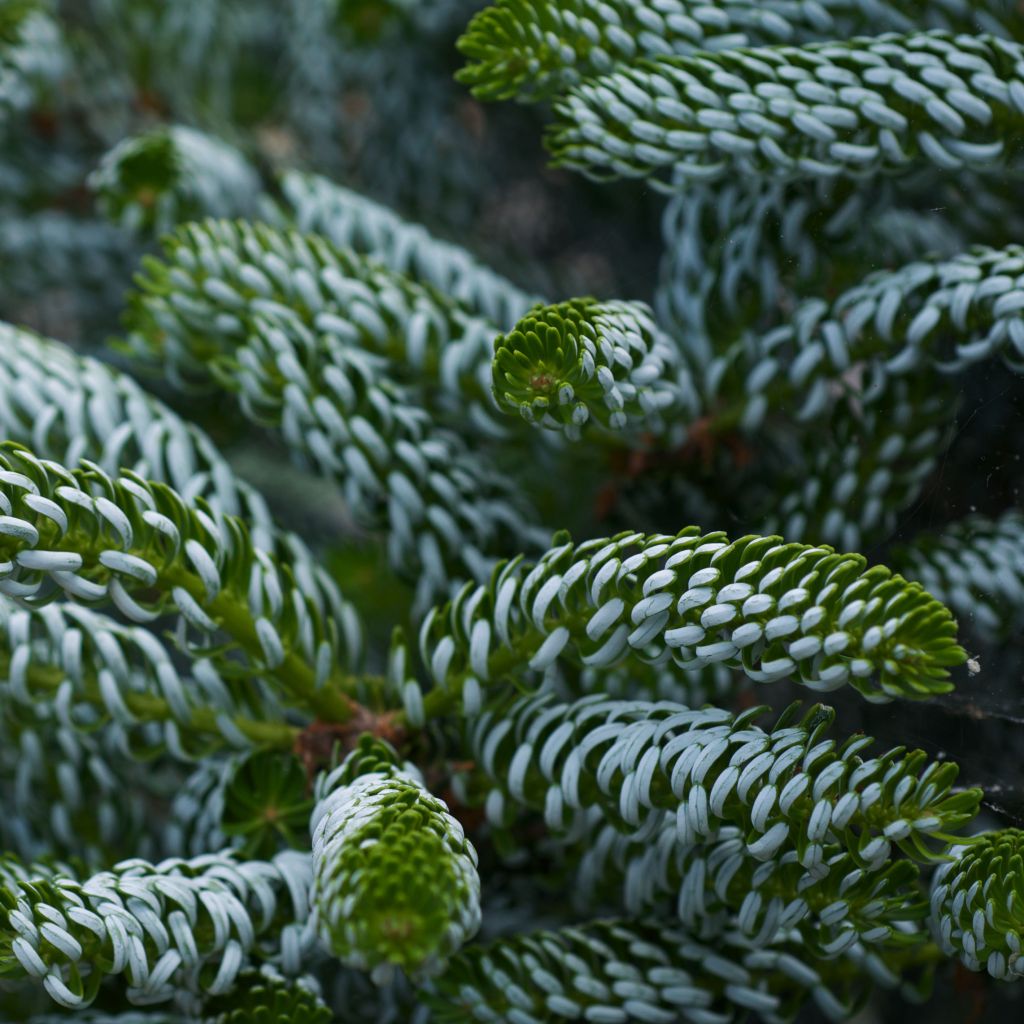 Abies koreana Silberlocke - Korean Fir