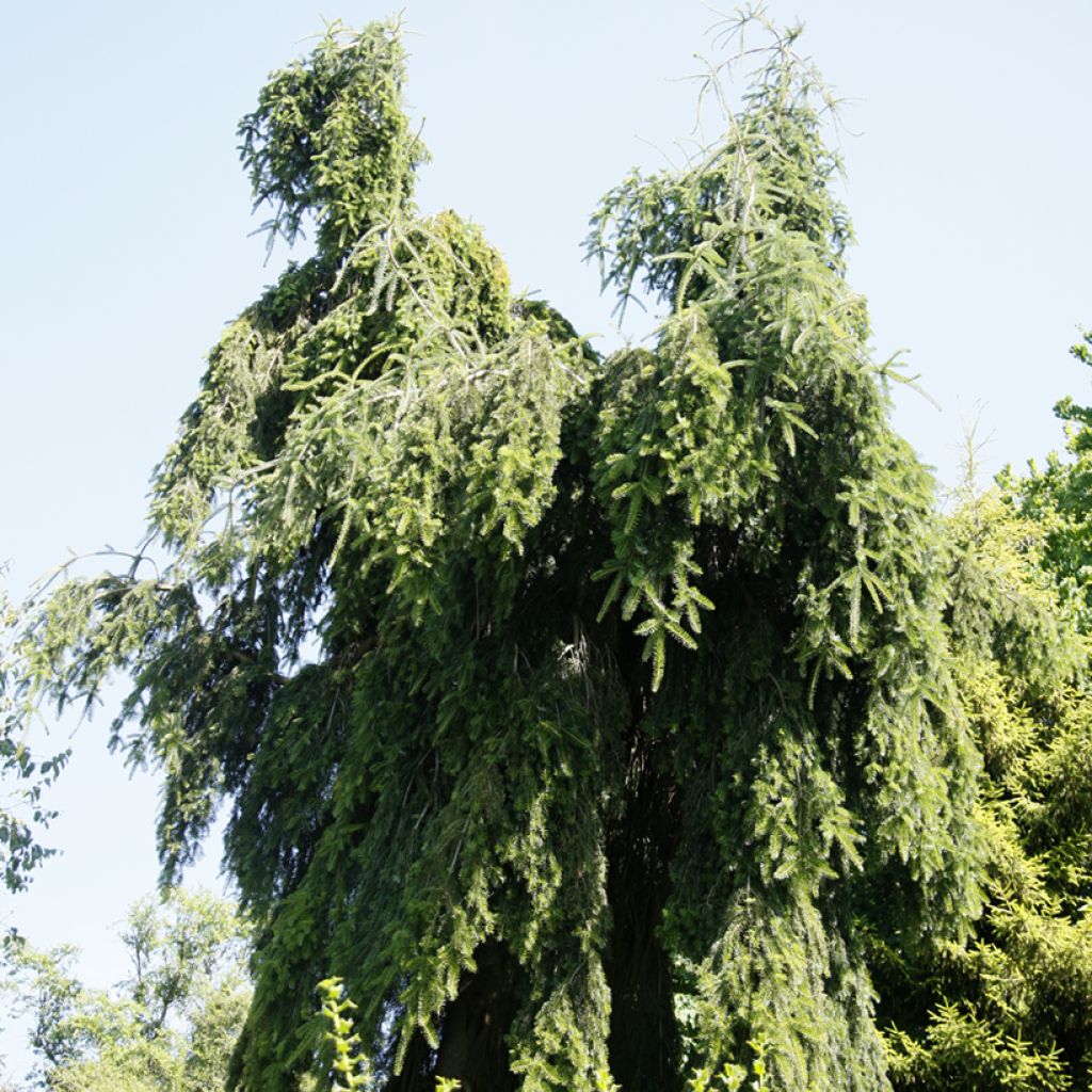 Abies nordmanniana Pendula - Nordmann Fir