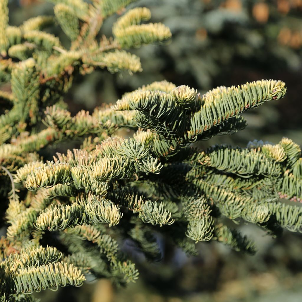 Abies procera Sherwoodii - Noble Fir