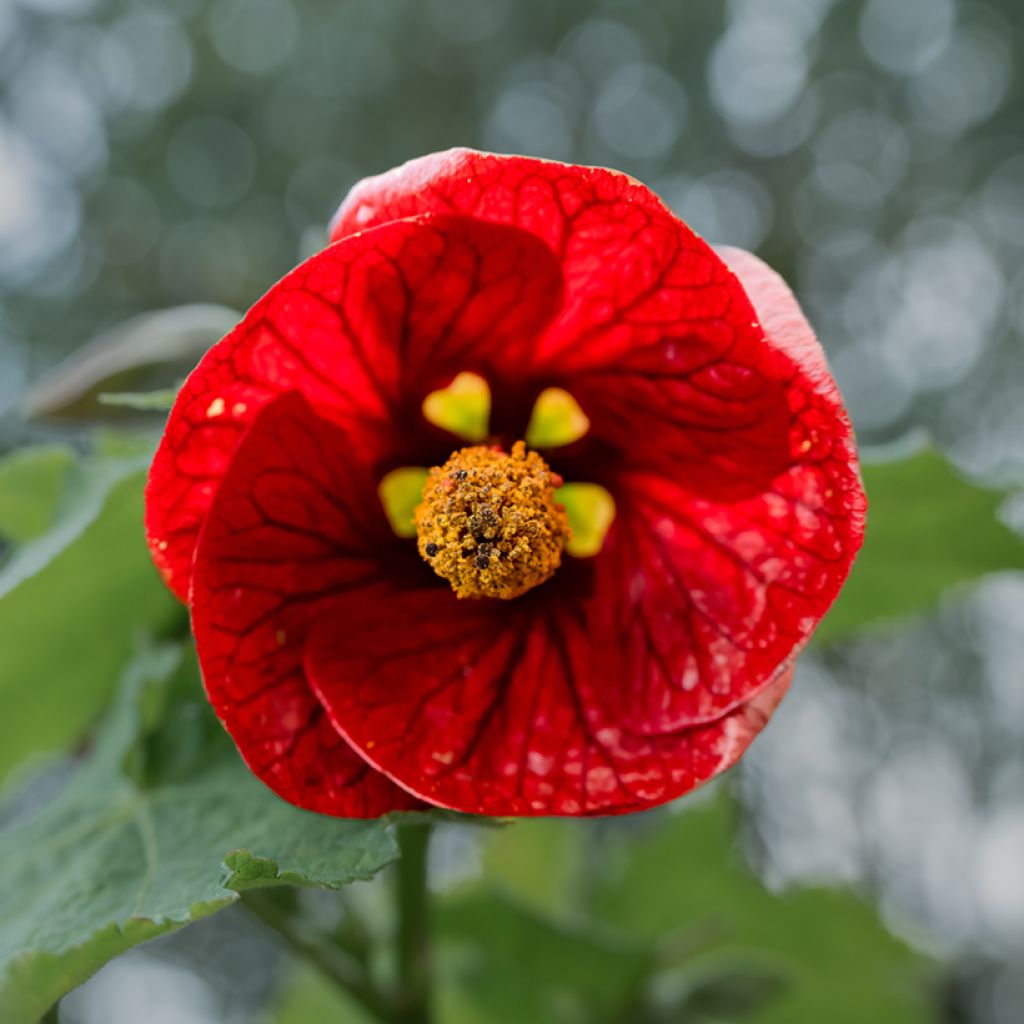 Abutilon Nabob