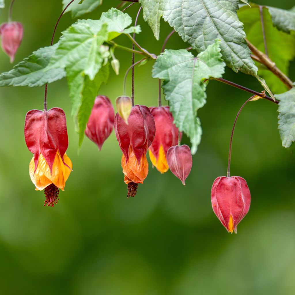 Abutilon  megapotamicum 