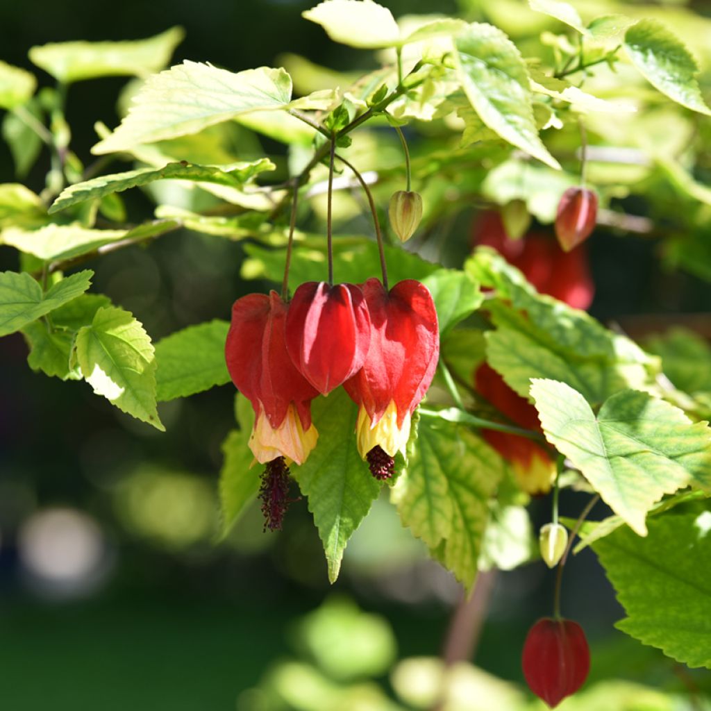 Abutilon  megapotamicum 