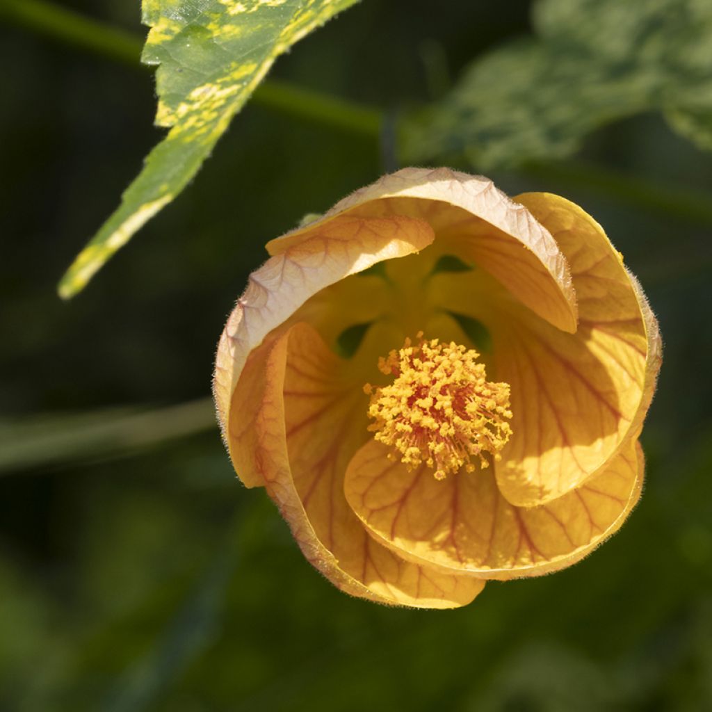 Abutilon pictum Thompsoni