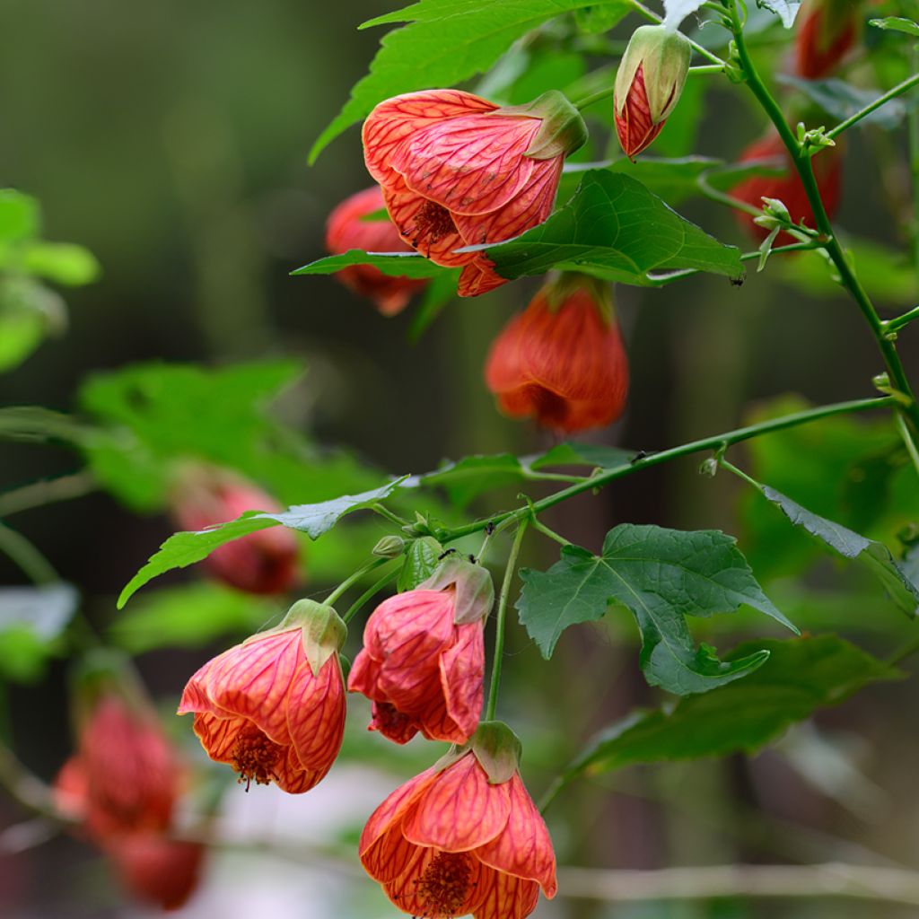 Abulilon  striatum (pictum) Redvein