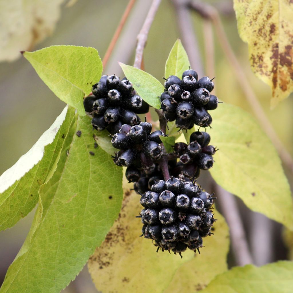 Acanthopanax henryi - Henry's Aralia