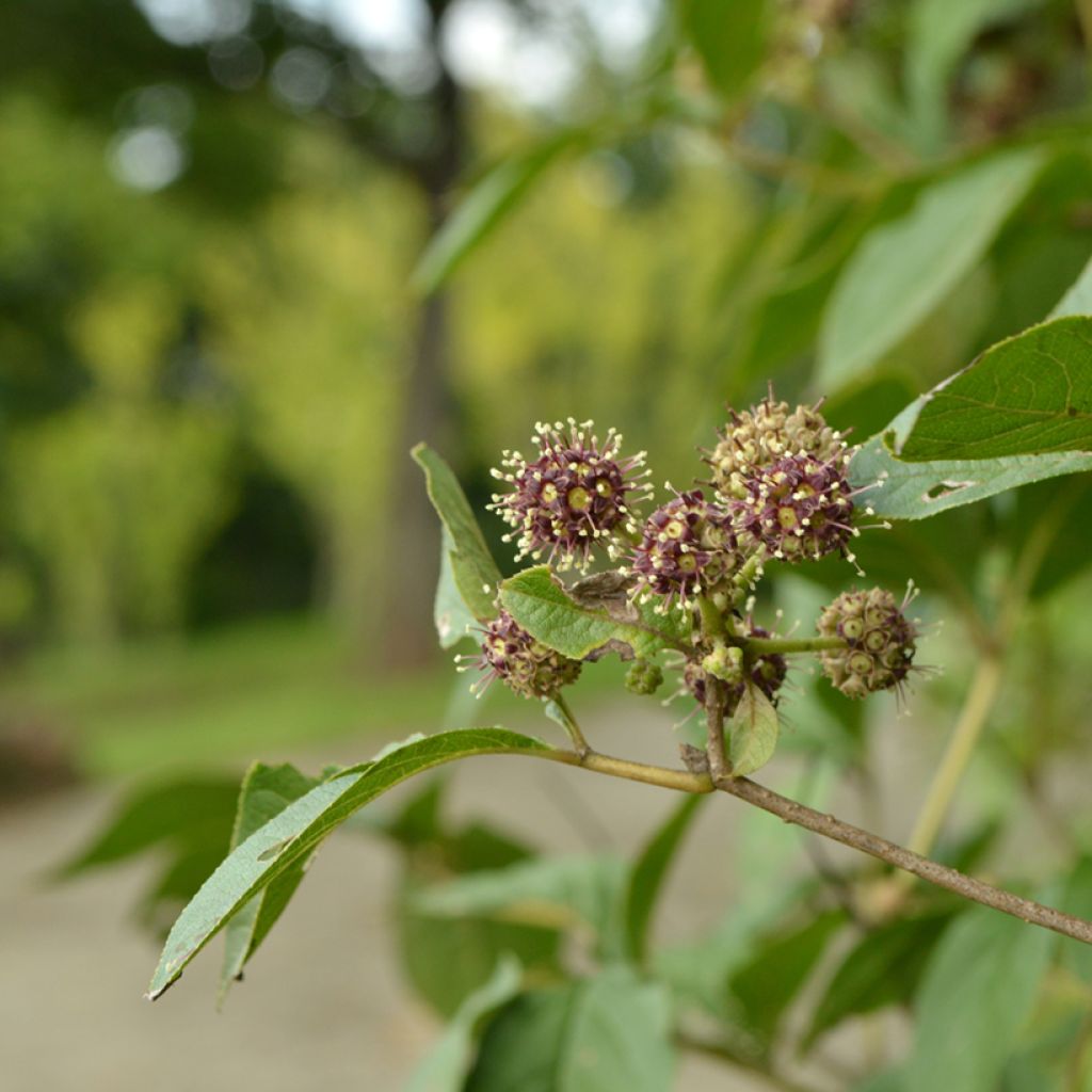 Acanthopanax henryi - Henry's Aralia