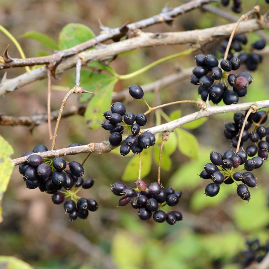Acanthopanax henryi - Henry's Aralia