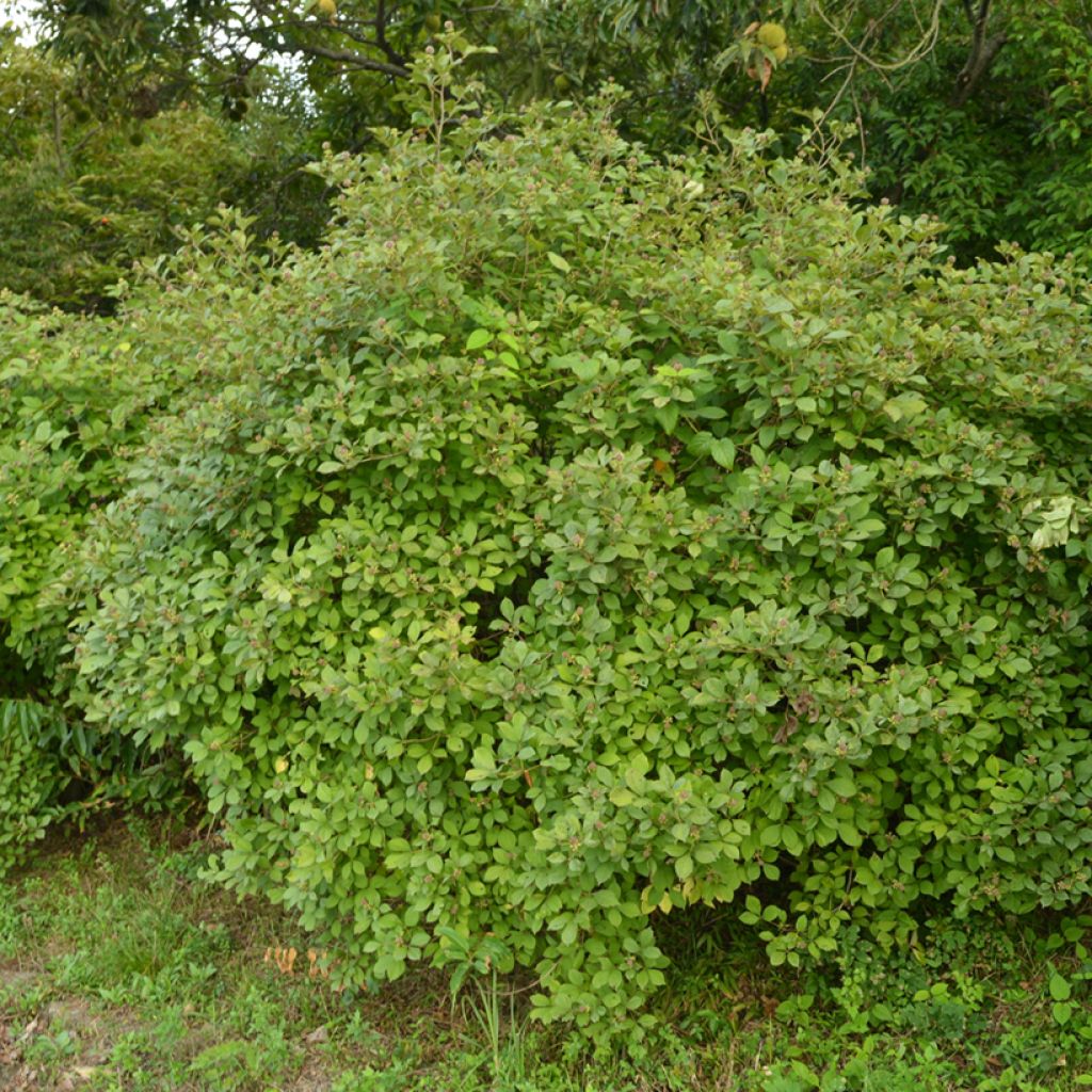 Acanthopanax henryi - Henry's Aralia