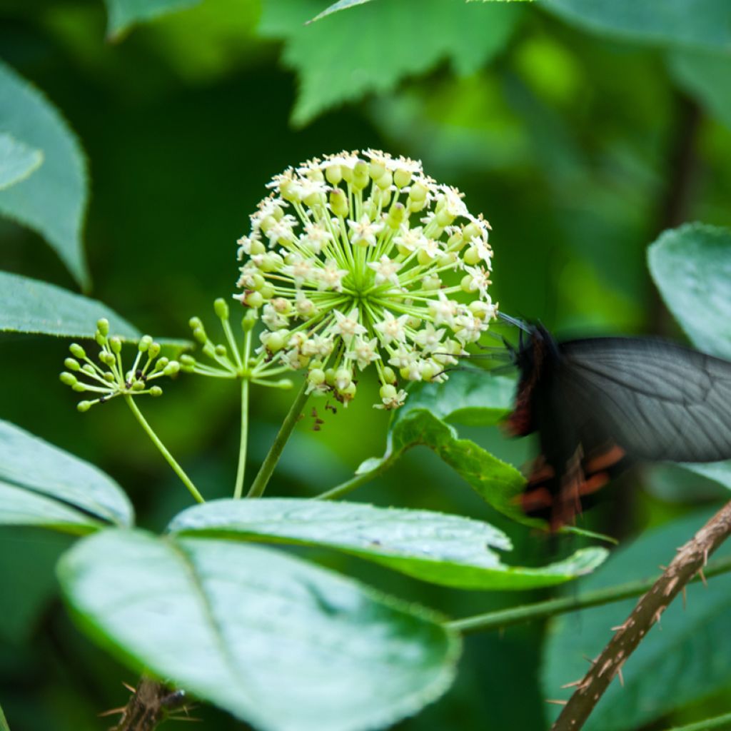Acanthopanax henryi Nana - Henry's Aralia