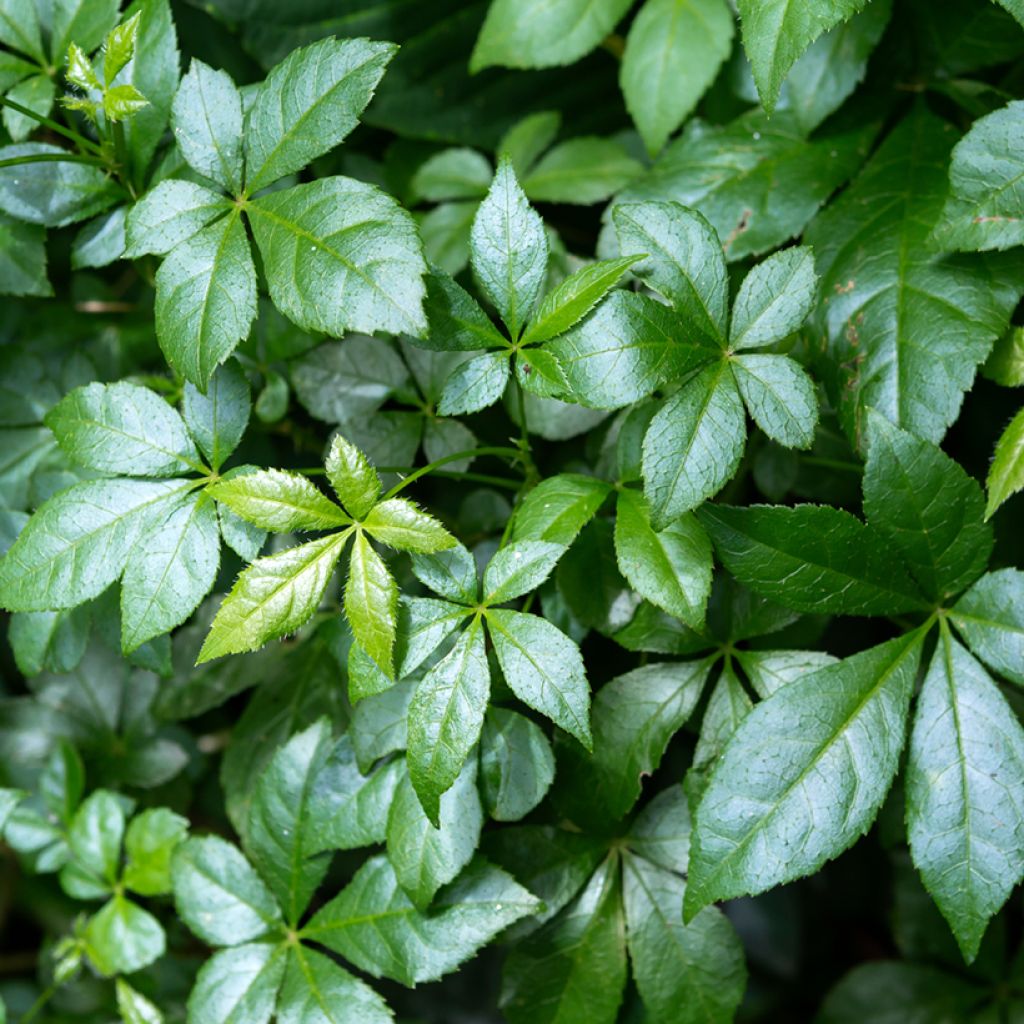 Acanthopanax henryi Nana - Henry's Aralia