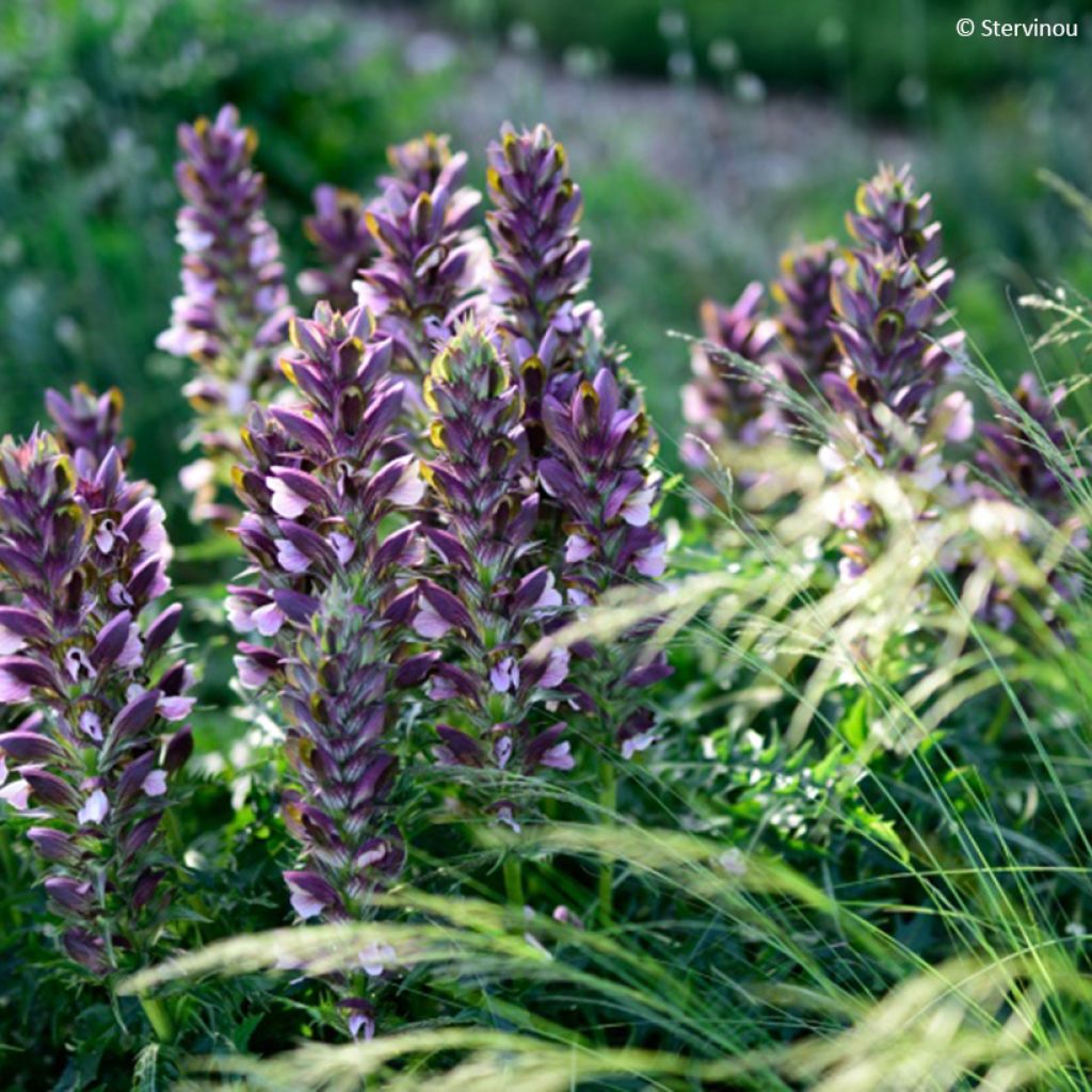 Acanthus hirsutus subsp. syriacus