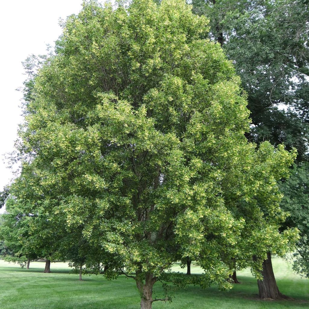 Acer buergerianum - Maple