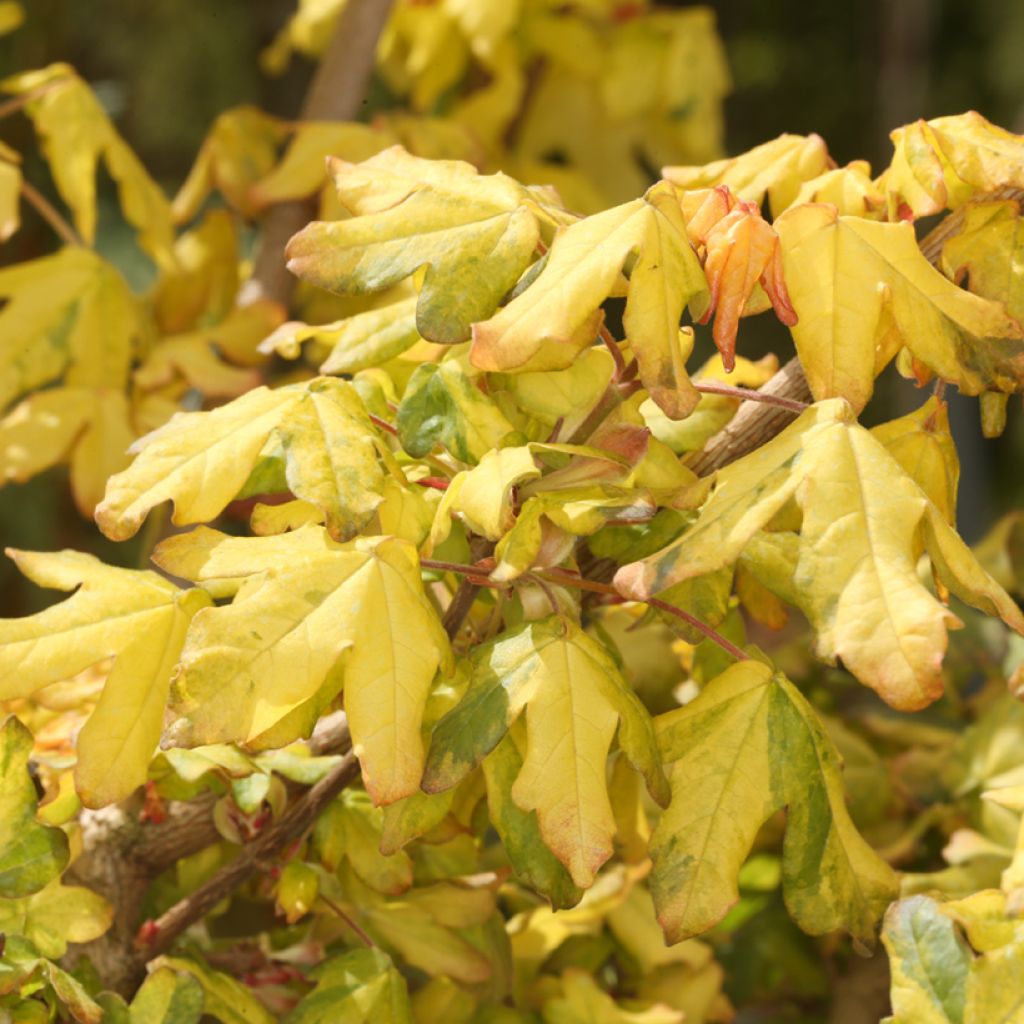 Acer campestre Magic Spring - Field Maple