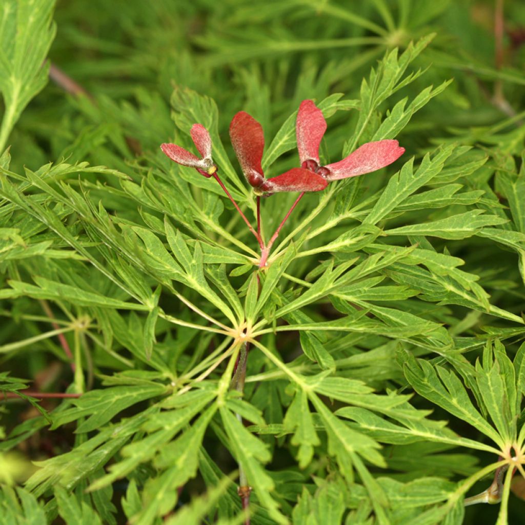 Acer japonicum Green Cascade