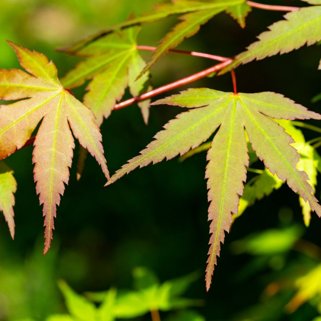 Acer palmatum Orange Dream - Japanese Maple