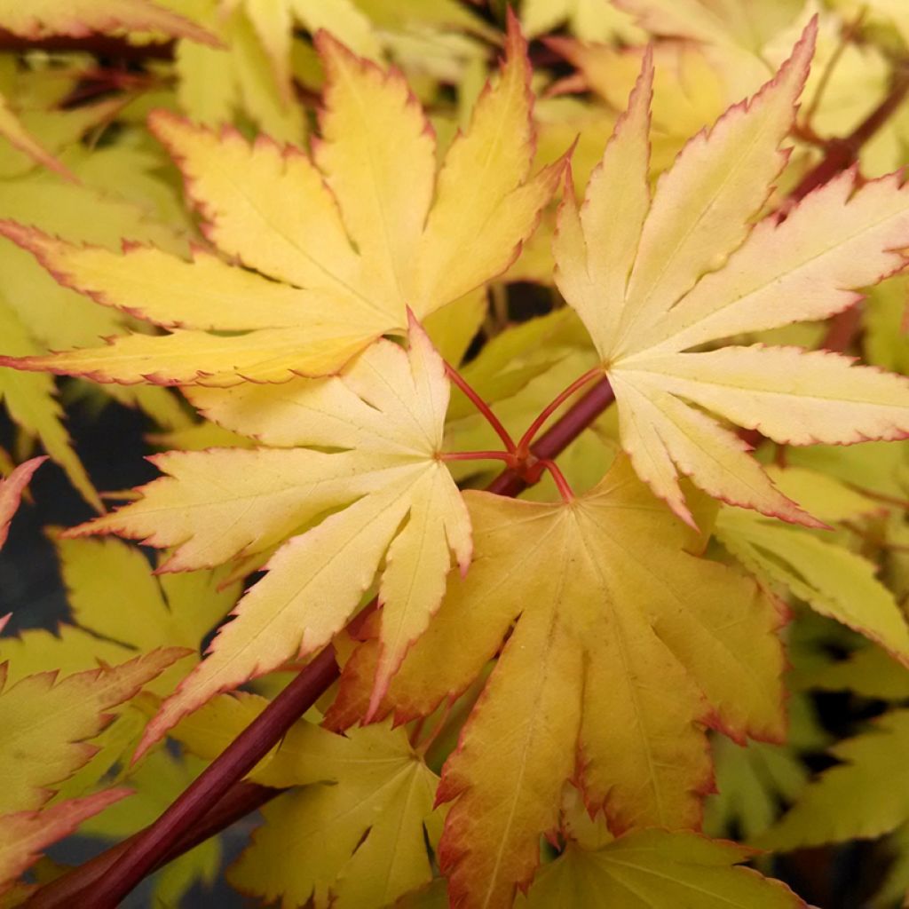 Acer palmatum Orange Dream - Japanese Maple