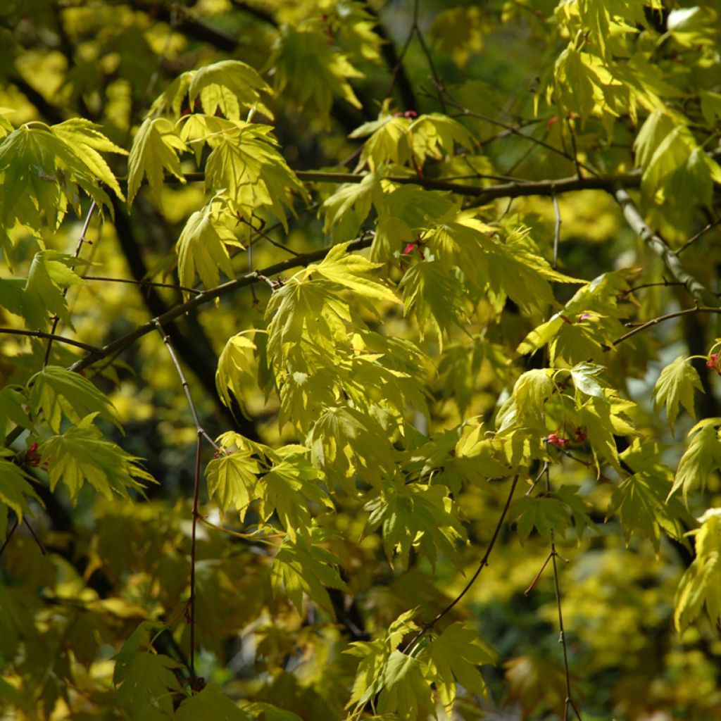 Acer palmatum Orange Dream - Japanese Maple