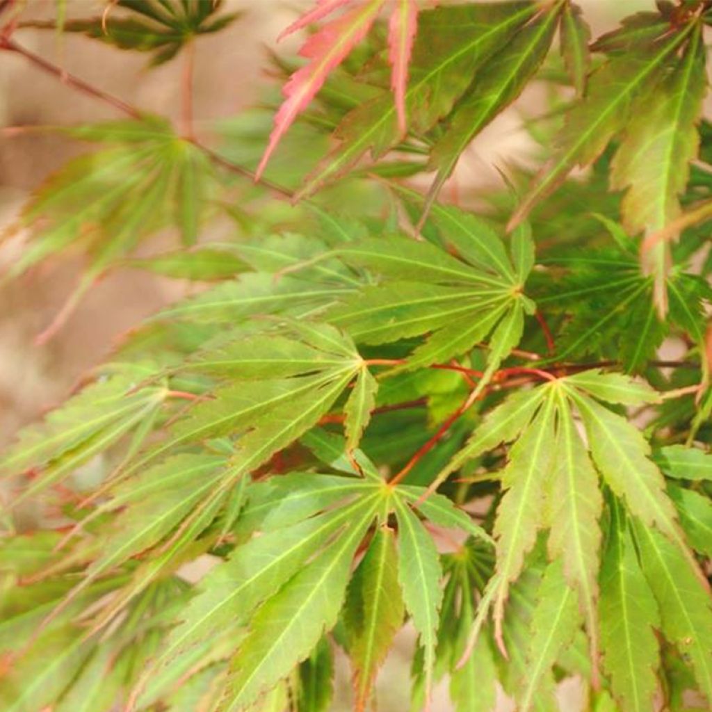 Acer palmatum Orange Flame - Japanese Maple