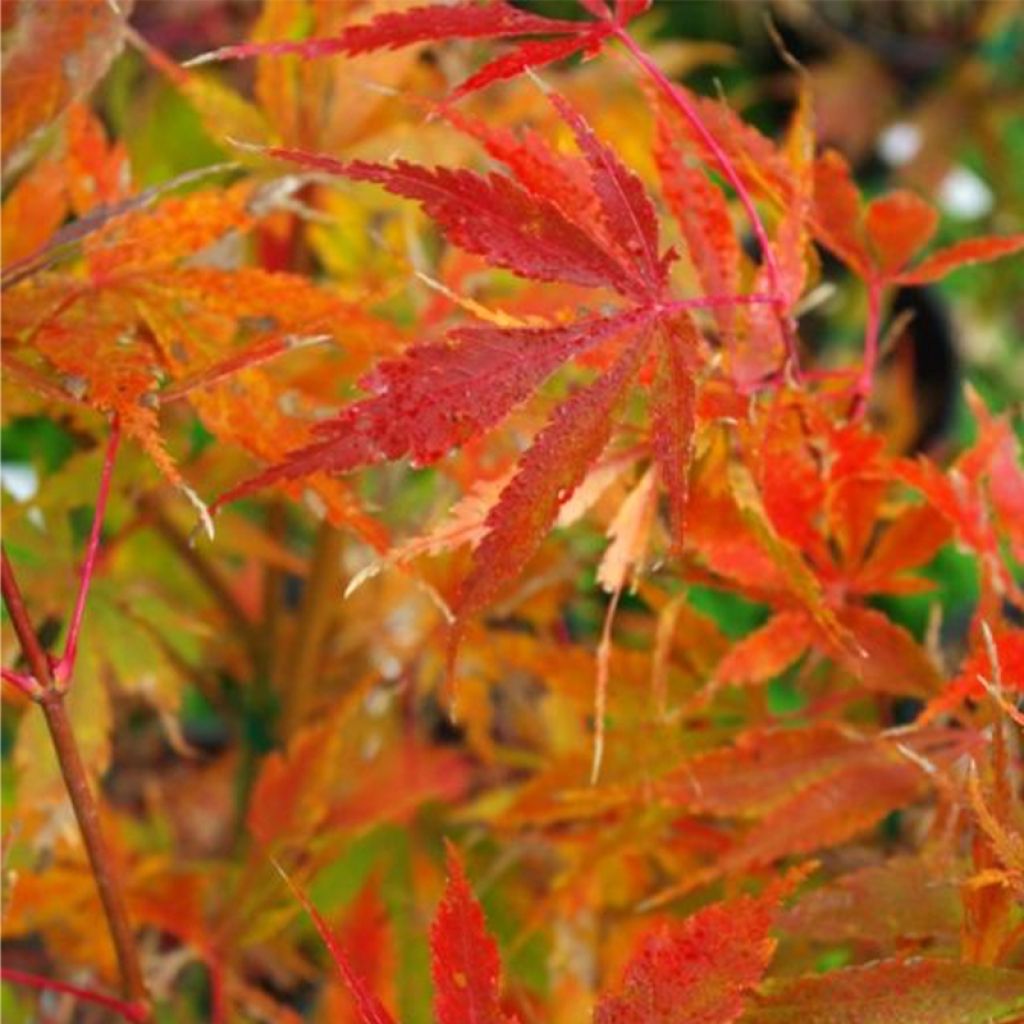 Acer palmatum Orange Flame - Japanese Maple