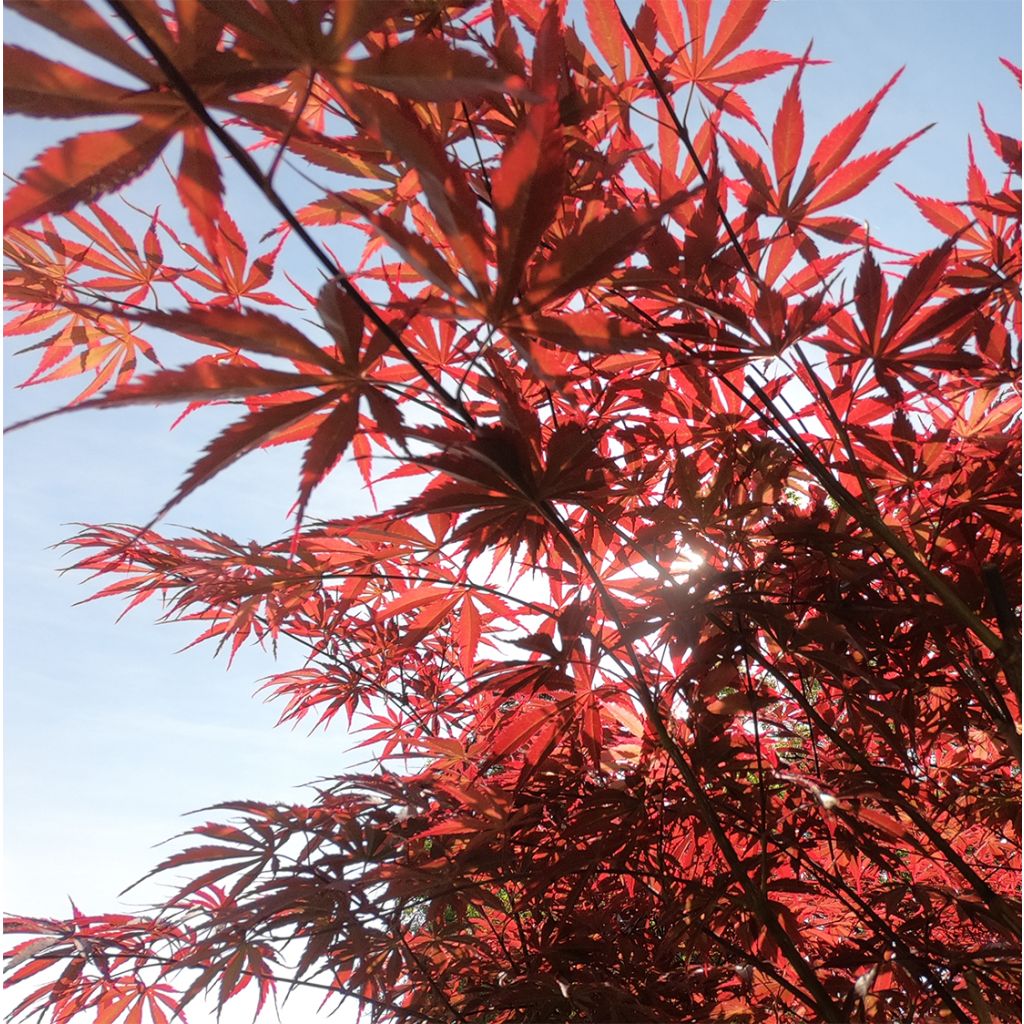 Acer palmatum Pévé Dave - Japanese Maple