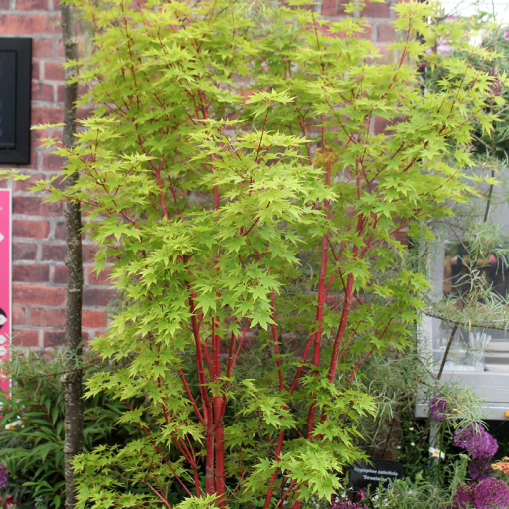 Acer palmatum Sangokaku - Japanese Maple