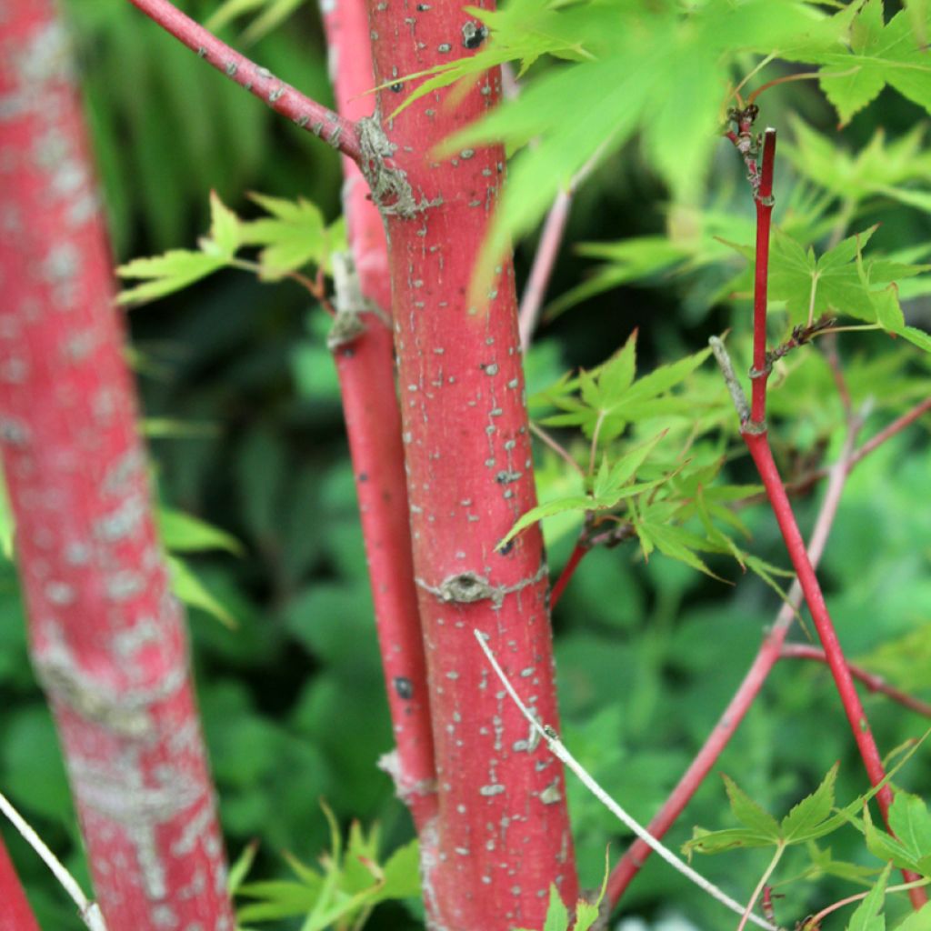 Acer palmatum Sangokaku - Japanese Maple