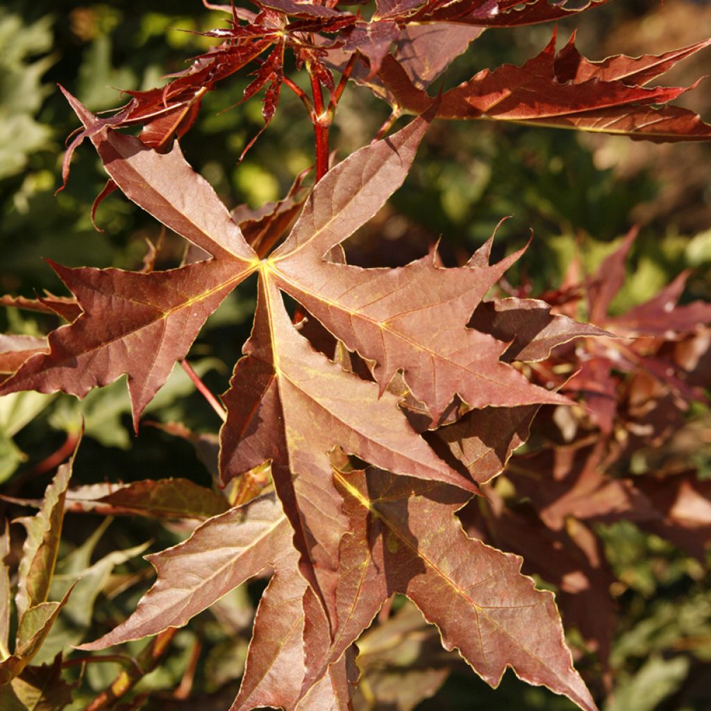 Acer Sapindaceae Dissectum - Maple