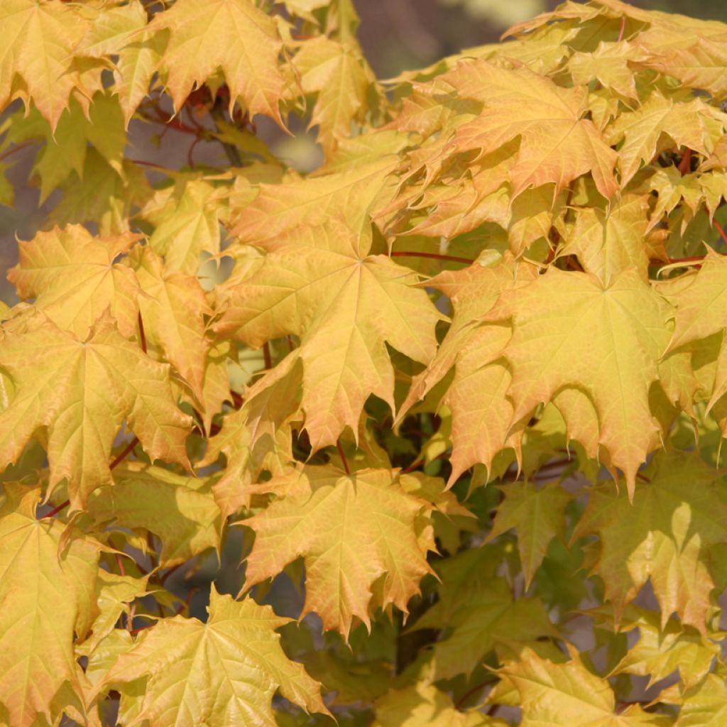 Acer platanoides Golden Globe - Norway Maple