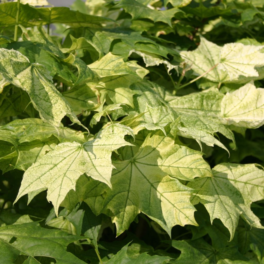 Acer platanoides Maculatum - Norway Maple