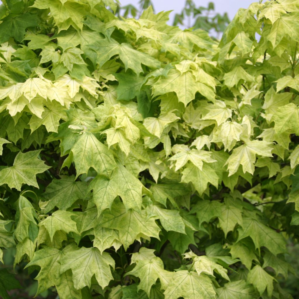 Acer platanoides Maculatum - Norway Maple