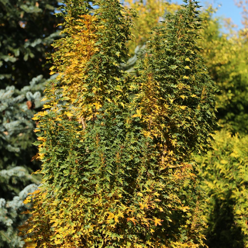 Acer platanoides Novush - Miniature Norway Maple