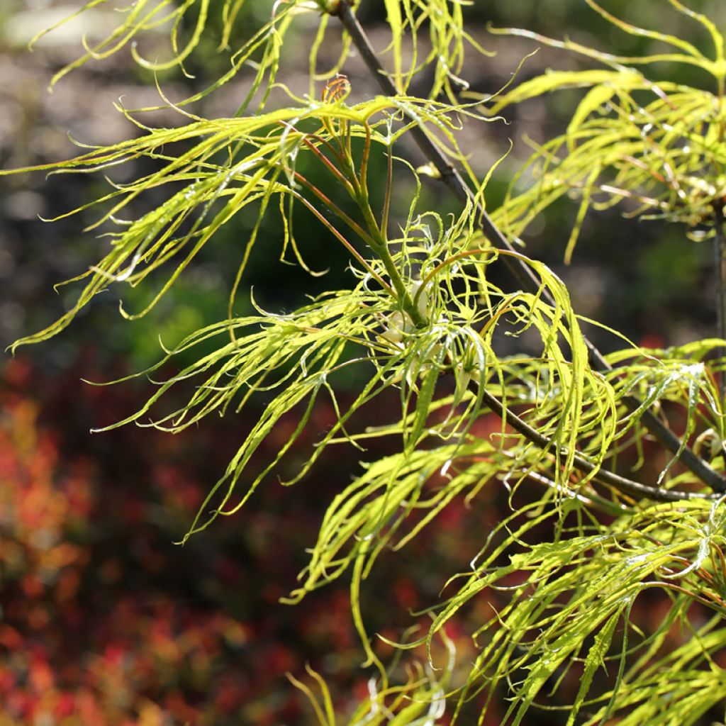 Acer platanoides Paldiski - Norway Maple