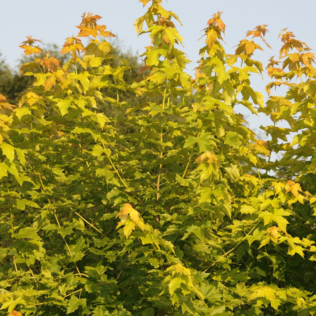 Acer platanoides Princeton Gold - Norway Maple