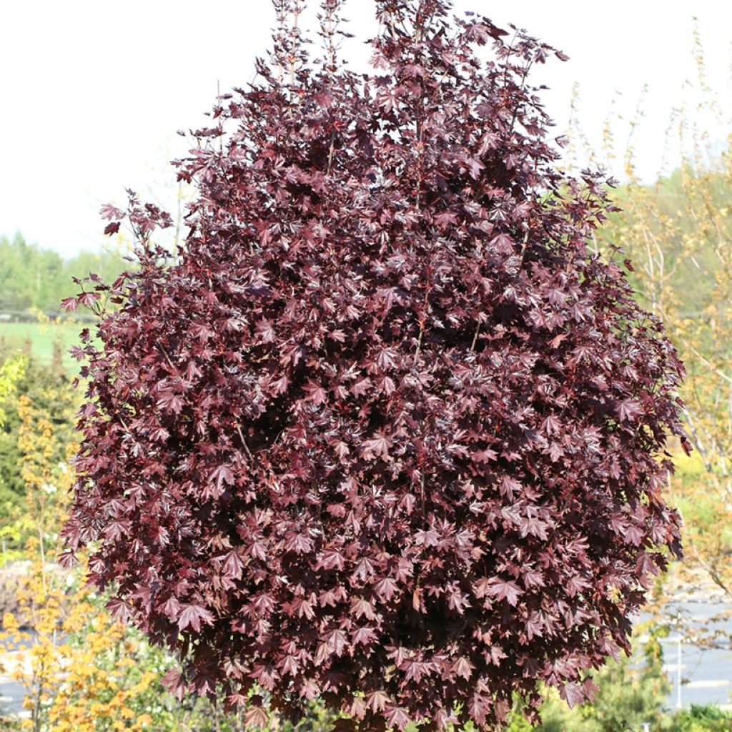 Acer platanoides Purple Globe - Norway maple