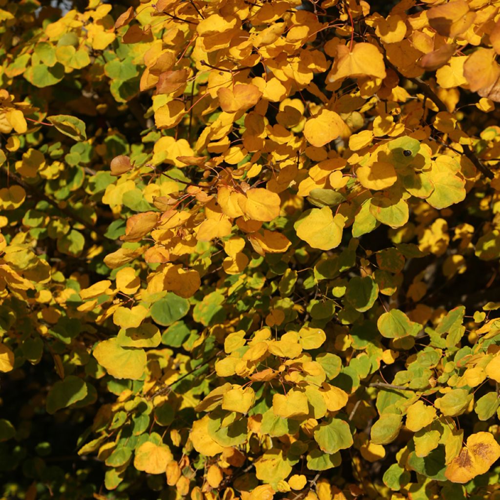 Acer platanoides Tharandt - Norway Maple