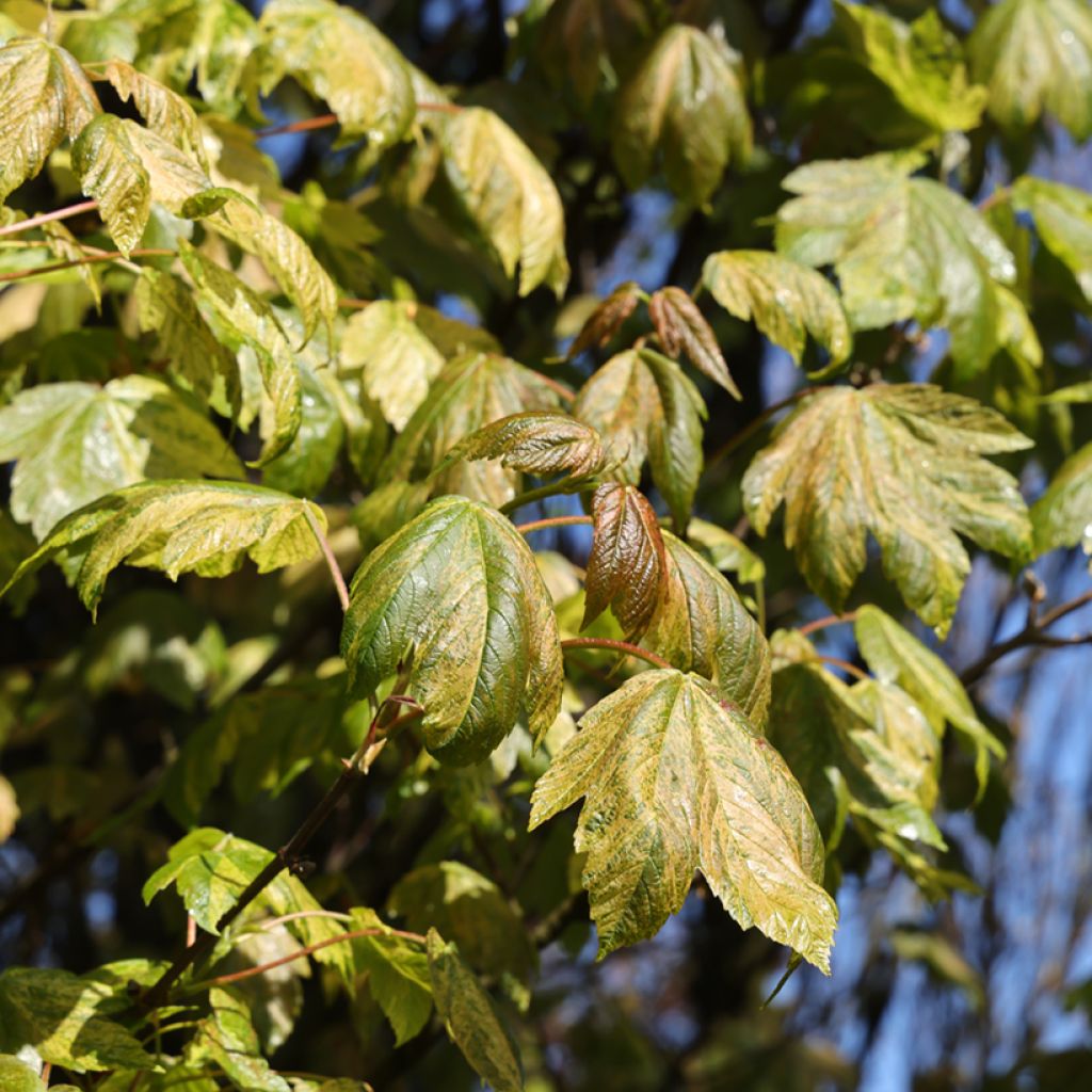 Acer pseudoplatanus Prince Camille de Rohan - Sycamore Maple