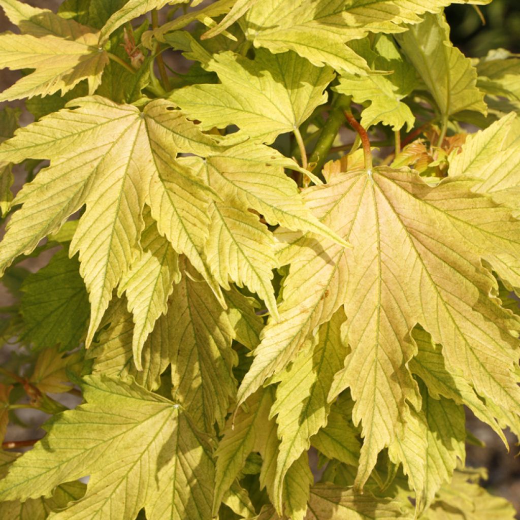 Acer pseudoplatanus Sunshine - Sycamore Maple