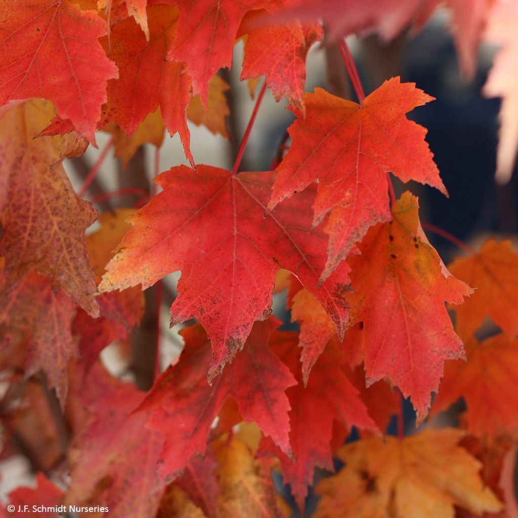 Acer rubrum Armstrong Gold - Red Maple