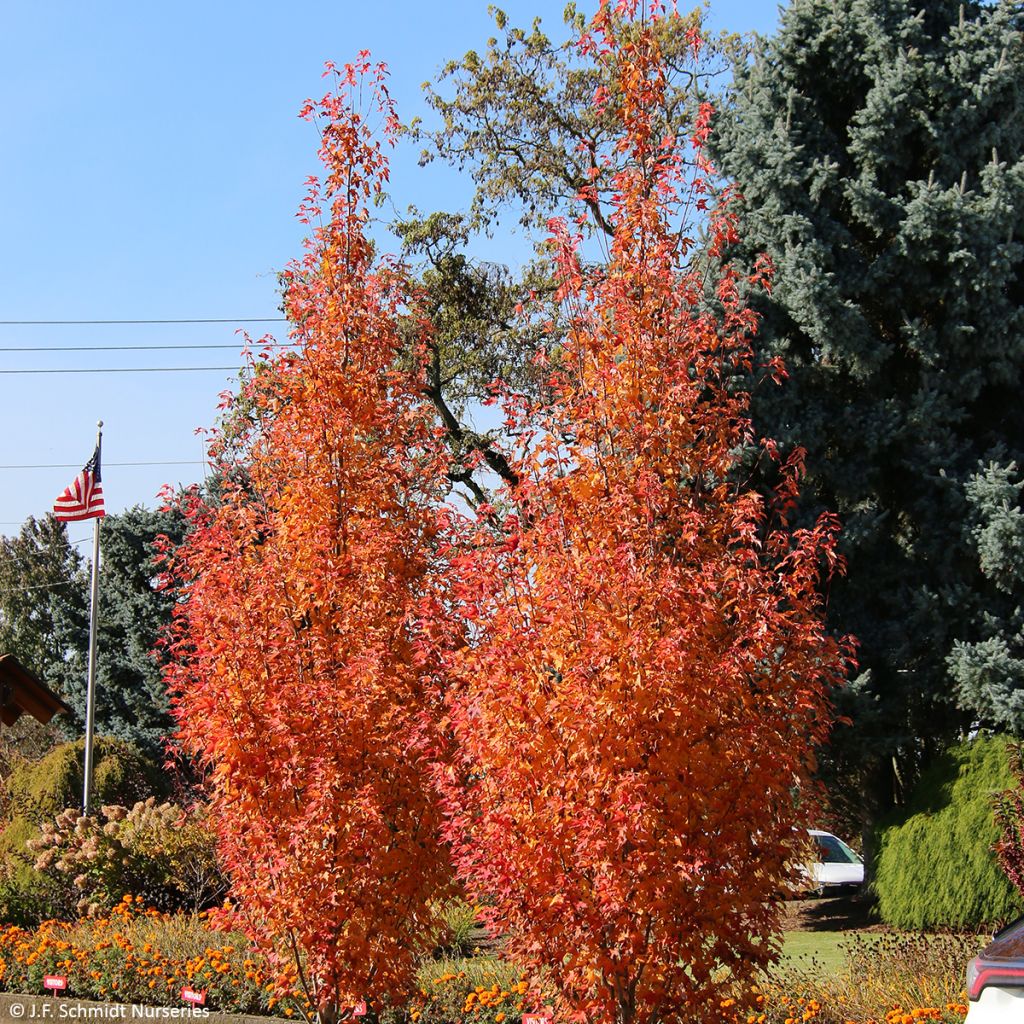 Acer rubrum Armstrong Gold - Red Maple