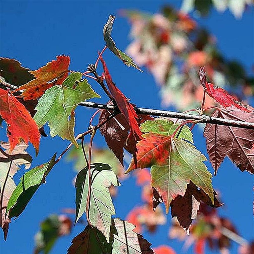 Acer rubrum Red Sunset - Érable rouge