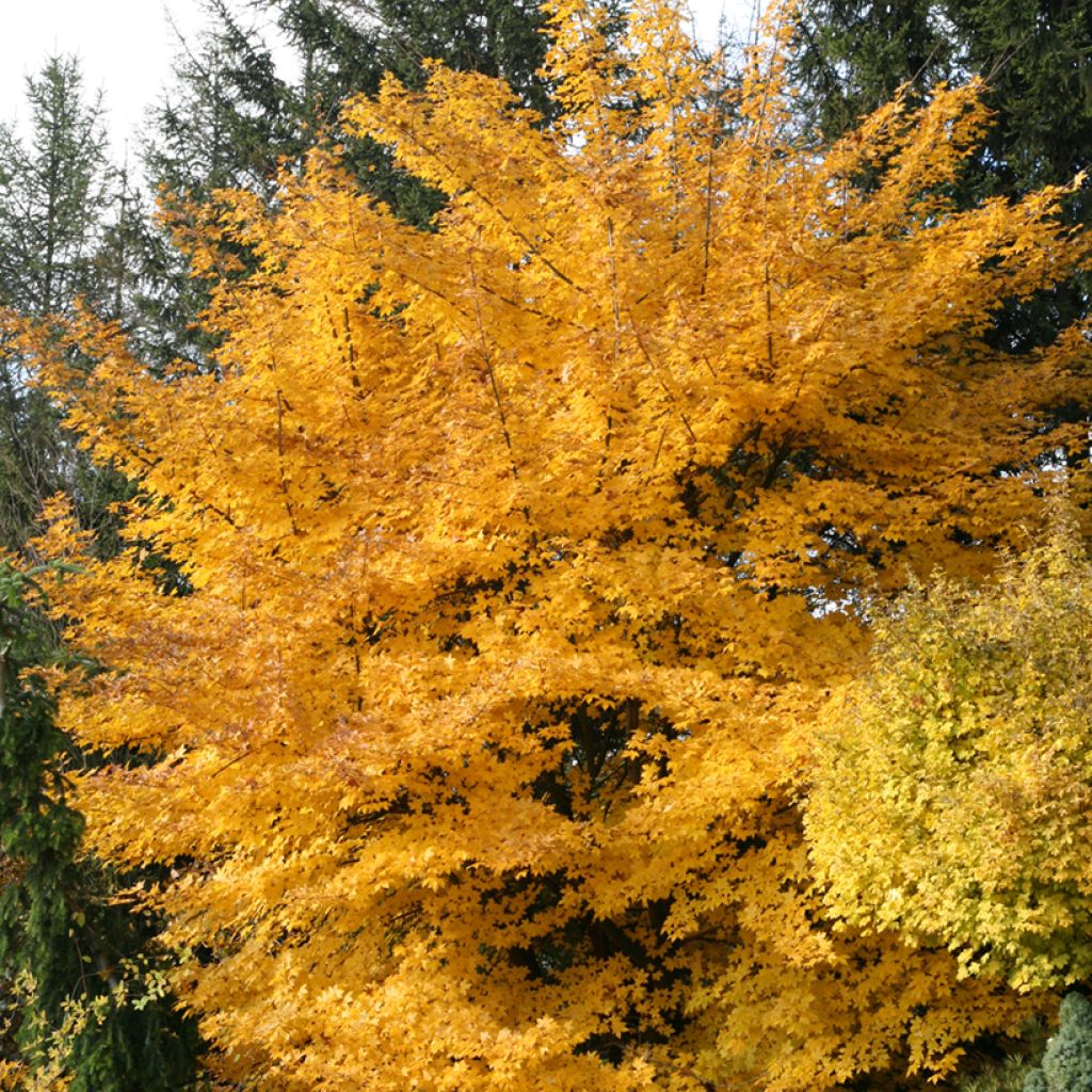 Acer x zoeschense Annae - Zoeschen Maple