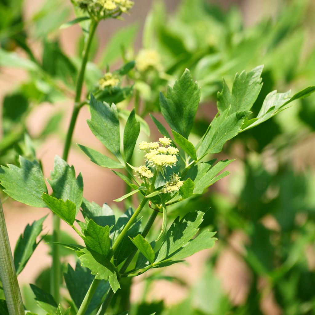 Levisticum officinale