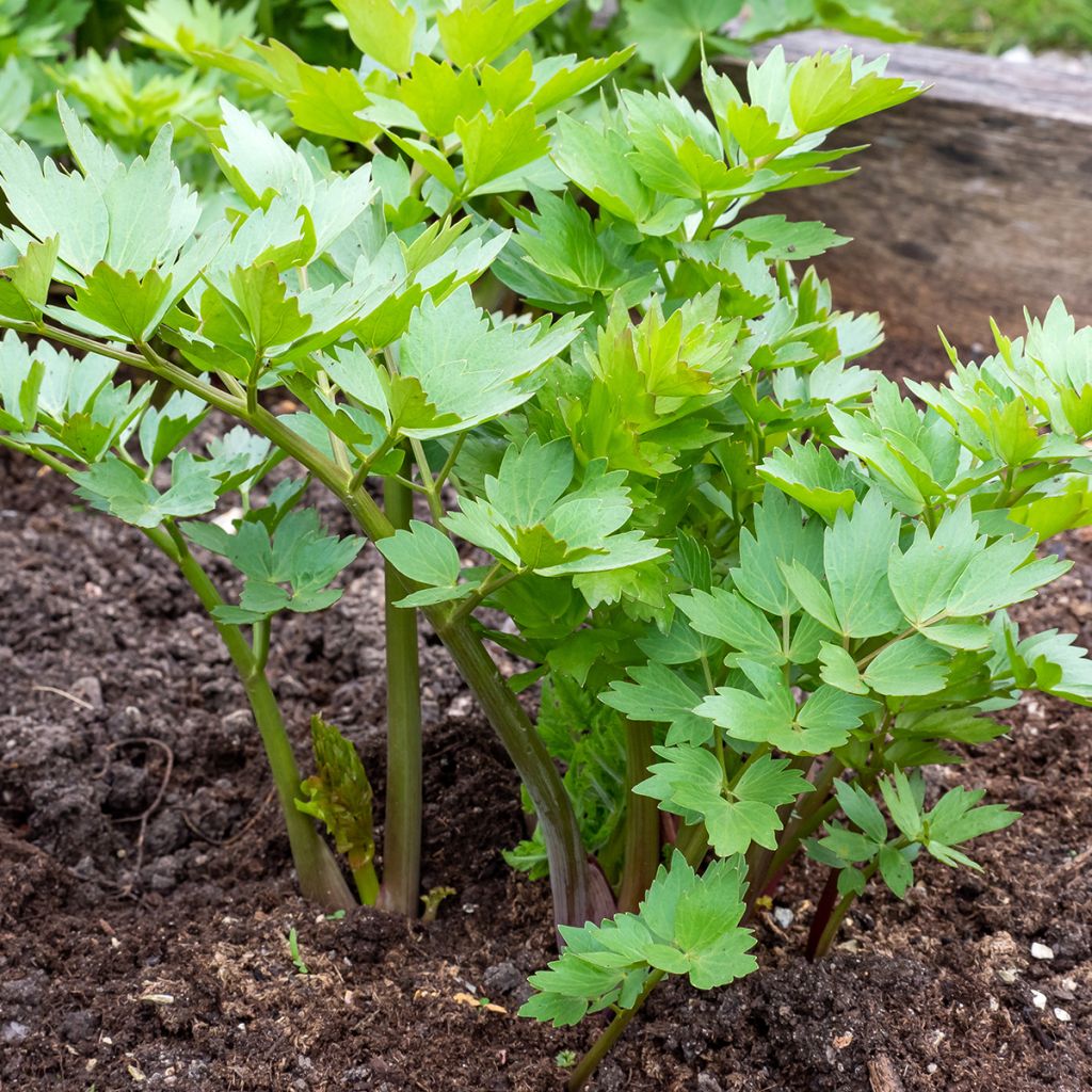Levisticum officinale