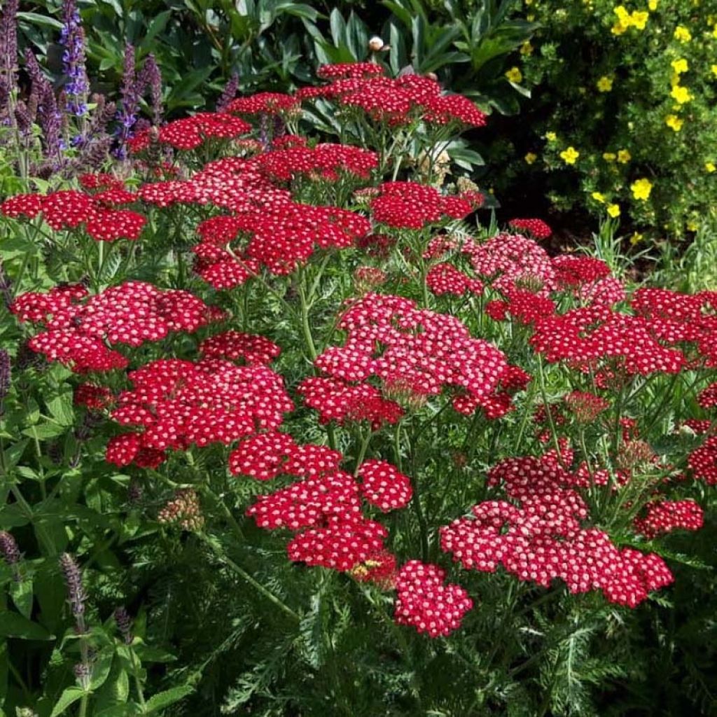 Achillea millefolium Peggy Sue