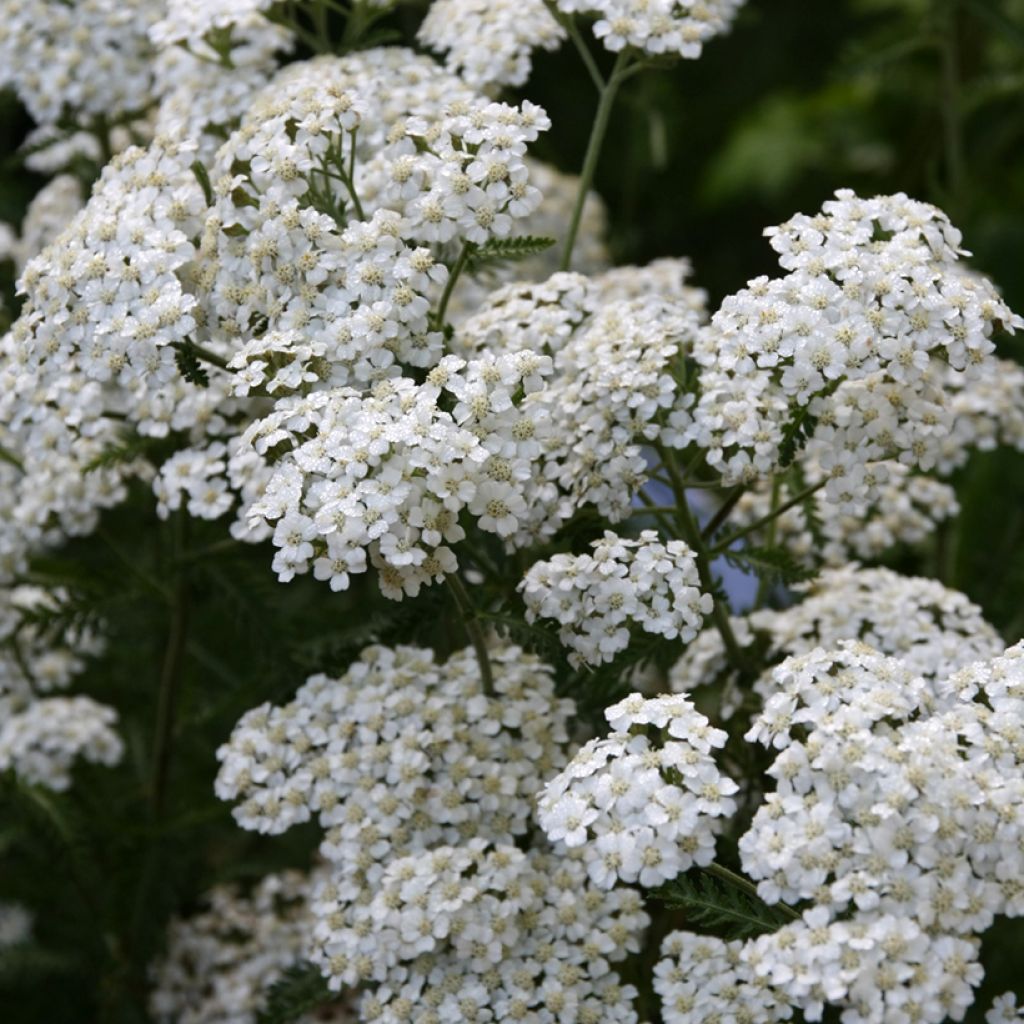 Achillea millefolium Schneetaler