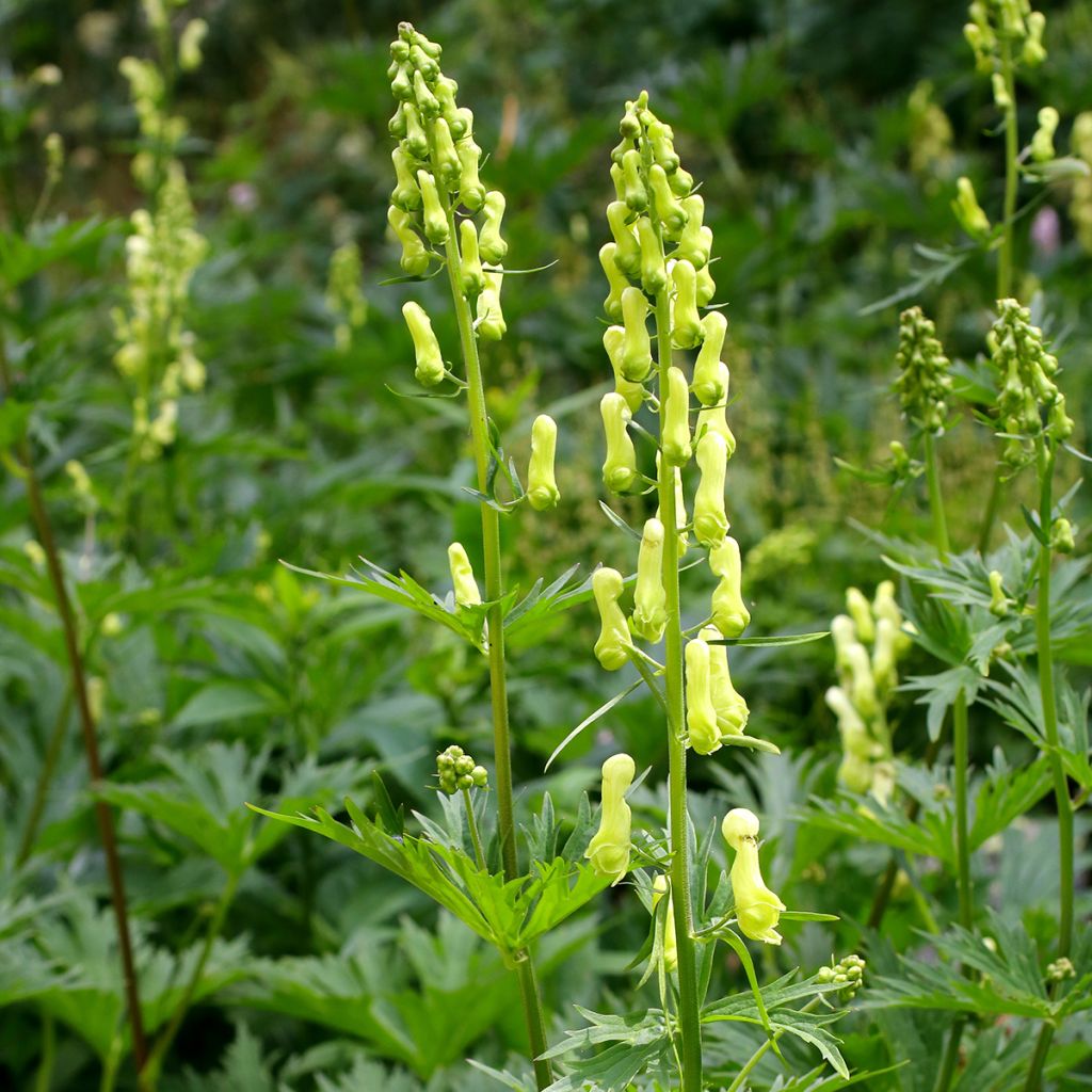 Aconitum lycoctonum subsp. neapolitanum